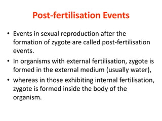 Post-fertilisation Events
• Events in sexual reproduction after the
formation of zygote are called post-fertilisation
events.
• In organisms with external fertilisation, zygote is
formed in the external medium (usually water),
• whereas in those exhibiting internal fertilisation,
zygote is formed inside the body of the
organism.
 