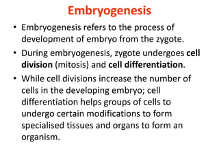 Embryogenesis
• Embryogenesis refers to the process of
development of embryo from the zygote.
• During embryogenesis, zygote undergoes cell
division (mitosis) and cell differentiation.
• While cell divisions increase the number of
cells in the developing embryo; cell
differentiation helps groups of cells to
undergo certain modifications to form
specialised tissues and organs to form an
organism.
 