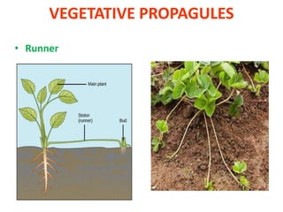 VEGETATIVE PROPAGULES
• Runner
 