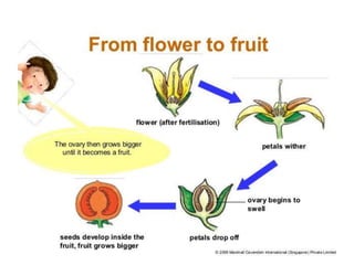 Reproduction in organisms