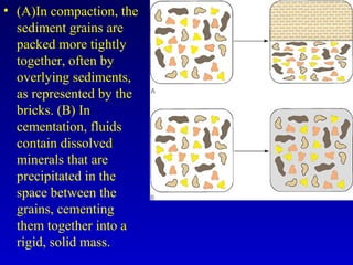 • (A)In compaction, the
sediment grains are
packed more tightly
together, often by
overlying sediments,
as represented by the
bricks. (B) In
cementation, fluids
contain dissolved
minerals that are
precipitated in the
space between the
grains, cementing
them together into a
rigid, solid mass.
 