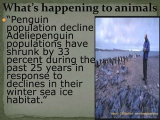  “Penguin
 population decline.
 Adeliepenguin
 populations have
 shrunk by 33
 percent during the
 past 25 years in
 response to
 declines in their
 winter sea ice
 habitat.”
 