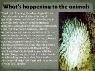 “Coral reef bleaching, the whitening of diverse
invertebrate taxa, results from the loss of
symbiotic zooxantheallae and/or a reduction in
photosynthetic pigment concentrations in
zooxanthellae residing within scleractinian corals.
Coral reef bleaching is caused by various
anthropogenic and natural variations in the reef
environment including sea temperature, solar
irradiance, sedimentation, xenobiotics, subaerial
exposure, inorganic nutrients, freshwater
dilution, and epizootics. Coral bleaching events
have been increasing in both frequency and
extent worldwide in the past 20 years. Global
climate change may play a role in the increase in
coral bleaching events, and could cause the
destruction of major reef tracts and the extinction
of many coral species.”
 