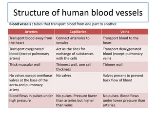 Structure of human blood vessels
Blood vessels : tubes that transport blood from one part to another.

         Arteries                     Capillaries                      Veins
Transport blood away from    Connect arterioles to         Transport blood to the
the heart                    venules                       heart
Transport oxygenated         Act as the sites for          Transport deoxygenated
blood (except pulmonary      exchange of substances        blood (except pulmonary
artery)                      with the cells                vein)
Thick muscular wall          Thinnest wall, one cell       Thinner wall
                             thickness
No valves except semilunar No valves                       Valves present to prevent
valves at the base of the                                  back flow of blood
aorta and pulmonary
artery
Blood flows in pulses under No pulses. Pressure lower      No pulses. Blood flows
high pressure               than arteries but higher       under lower pressure than
                            than veins                     arteries.
 