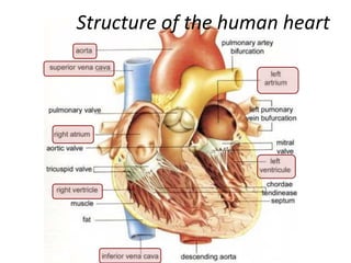 Structure of the human heart
 