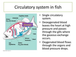 Circulatory system in fish
               • Single circulatory
                 system.
               • Deoxygenated blood
     Sinuses     leaves the heart at high
                 pressure and passes
                 through the gills where
                 the gaseous exchange
                 occurs.
               • Oxygenated blood flows
                 through the organs and
                 blood pressure drops.
 