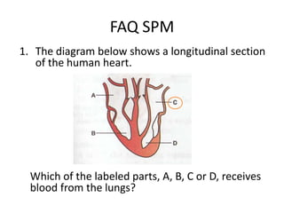 FAQ SPM
1. The diagram below shows a longitudinal section
   of the human heart.




  Which of the labeled parts, A, B, C or D, receives
  blood from the lungs?
 