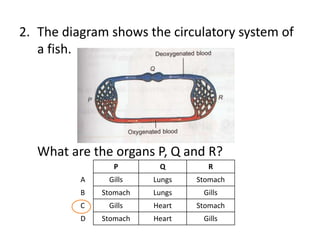 2. The diagram shows the circulatory system of
   a fish.




   What are the organs P, Q and R?
                P        Q        R
          A    Gills    Lungs   Stomach
          B   Stomach   Lungs    Gills
          C    Gills    Heart   Stomach
          D   Stomach   Heart    Gills
 