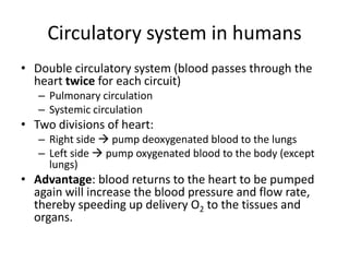 Circulatory system in humans
• Double circulatory system (blood passes through the
  heart twice for each circuit)
   – Pulmonary circulation
   – Systemic circulation
• Two divisions of heart:
   – Right side  pump deoxygenated blood to the lungs
   – Left side  pump oxygenated blood to the body (except
     lungs)
• Advantage: blood returns to the heart to be pumped
  again will increase the blood pressure and flow rate,
  thereby speeding up delivery O2 to the tissues and
  organs.
 