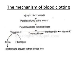 The mechanism of blood clotting
 