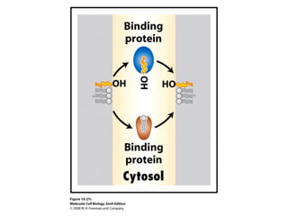 Chapter10 biomembranestructure-140105093829-phpapp02