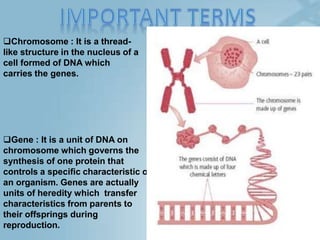 Chromosome : It is a thread-
like structure in the nucleus of a
cell formed of DNA which
carries the genes.
Gene : It is a unit of DNA on
chromosome which governs the
synthesis of one protein that
controls a specific characteristic of
an organism. Genes are actually
units of heredity which transfer
characteristics from parents to
their offsprings during
reproduction.
 