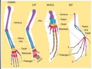 heredity and evolution