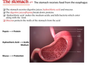 The stomach :- The stomach receives food from the esophagus
 The stomach secretes digestive juices, hydrochloric acid and mucous.
 The digestive juices(Pepsin) break down proteins.
 Hydrochloric acid makes the medium acidic and kills bacteria which enter
along with the food.
 Mucous protects the walls of the stomach from the acid
Pepsin ----> Protein
Hydrochloric Acid----> Acidic
Medium
Mucus ----> Protection
 