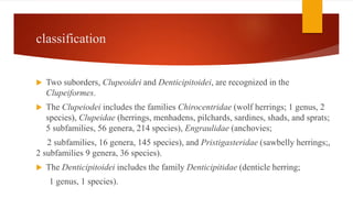 classification
 Two suborders, Clupeoidei and Denticipitoidei, are recognized in the
Clupeiformes.
 The Clupeiodei includes the families Chirocentridae (wolf herrings; 1 genus, 2
species), Clupeidae (herrings, menhadens, pilchards, sardines, shads, and sprats;
5 subfamilies, 56 genera, 214 species), Engraulidae (anchovies;
2 subfamilies, 16 genera, 145 species), and Pristigasteridae (sawbelly herrings;,
2 subfamilies 9 genera, 36 species).
 The Denticipitoidei includes the family Denticipitidae (denticle herring;
1 genus, 1 species).
 