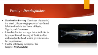 Family : Denticipitidae
• The denticle herring (Denticeps clupeoides)
is a small (15-cm-long) species of ray-finned
fish found only in the rivers of Benin,
Nigeria, and Cameroon
• It is related to the herrings, but notable for its
large anal fin and its array of denticles-like
scales under the head, which give it almost a
furry appearance.
• It is the sole living member of the
Family : Denticipitidae
 