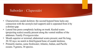 Suborder : Clupeoidei
• Characteristic caudal skeleton: the second hypural bone lacks any
connection with the urostyle (tail support) and is separated from it by
a distinct gap.
• Lateral line pores completely lacking on trunk. Keeled scutes
(projecting scales) usually present along the ventral midline of the
abdomen. Family Pristigasteridae.
• Mouth superior or terminal; abdominal scutes present; anal fin long,
30–92 rays; no notch in third hypural bone of caudal skeleton.
• Primarily marine, some freshwater; Atlantic, Indian, and Pacific
oceans. 9 genera, 34 species.
 