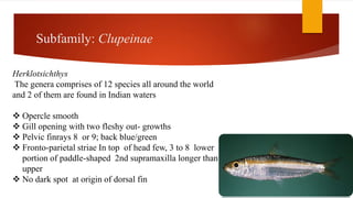 Subfamily: Clupeinae
Herklotsichthys
The genera comprises of 12 species all around the world
and 2 of them are found in Indian waters
 Opercle smooth
 Gill opening with two fleshy out- growths
 Pelvic finrays 8 or 9; back blue/green
 Fronto-parietal striae In top of head few, 3 to 8 lower
portion of paddle-shaped 2nd supramaxilla longer than
upper
 No dark spot at origin of dorsal fin
 