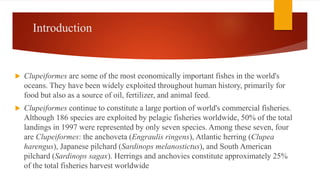 Introduction
 Clupeiformes are some of the most economically important fishes in the world's
oceans. They have been widely exploited throughout human history, primarily for
food but also as a source of oil, fertilizer, and animal feed.
 Clupeiformes continue to constitute a large portion of world's commercial fisheries.
Although 186 species are exploited by pelagic fisheries worldwide, 50% of the total
landings in 1997 were represented by only seven species. Among these seven, four
are Clupeiformes: the anchoveta (Engraulis ringens), Atlantic herring (Clupea
harengus), Japanese pilchard (Sardinops melanostictus), and South American
pilchard (Sardinops sagax). Herrings and anchovies constitute approximately 25%
of the total fisheries harvest worldwide
 