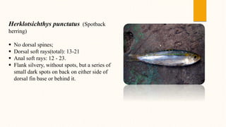 Herklotsichthys punctatus (Spotback
herring)
 No dorsal spines;
 Dorsal soft rays(total): 13-21
 Anal soft rays: 12 - 23.
 Flank silvery, without spots, but a series of
small dark spots on back on either side of
dorsal fin base or behind it.
 