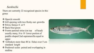 There are currently 22 recognized species in this
genus
 Opercle smooth
 Gill opening with two fleshy out- growths
 Pelvic finrays 8 or 9
 Back blue/green
 Fronto parietal striae (on top of head)
usually many, 8 to 19 lower portion of
paddle-shaped 2nd supramaxilla equal to
upper
 Gillrakers more than 40 in fishes over 5 cm
standard length
 Predorsal scales paired and overlapping in
midline
Sardinella
 