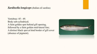 Vertebrae: 45 - 49.
Body sub-cylindrical;
A faint golden spot behind gill opening,
followed by a faint golden mid-lateral line;
A distinct black spot at hind border of gill cover
(absence of pigment).
Sardinella longiceps (Indian oil sardine)
 