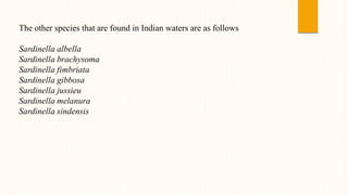 The other species that are found in Indian waters are as follows
Sardinella albella
Sardinella brachysoma
Sardinella fimbriata
Sardinella gibbosa
Sardinella jussieu
Sardinella melanura
Sardinella sindensis
 