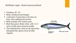 Sardinops sagax (South American pilchard)
 Vertebrae: 48 - 54.
 Body cylindrical and elongate
 ventral part of operculum with clear cut
bony striae radiating downwards
 Belly rounded with ventral scutes
 Back blue green; flanks white, with 1 to 3
series of dark spots along the middle
 The radiating bony striae on the operculum
distinguish this species from all other
clupeids
 