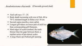 Anodontostoma chacunda (Chacunda gizzard shad)
 Anal soft rays: 17 - 25.
 Body depth increasing with size of fish, 40 to
70 % standard length in fishes over 10 cm.
 Second supra-maxilla a mere splint.
 Longest gill rakers on lower part of arch less
than corresponding gill filaments.
 Hind edges of scales toothed, the teeth
thinner than the gaps between them; a
median series of pre-dorsal scales.
 A large black spot behind gill opening.
 