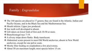 Family : Engraulidae
 The 144 species are placed in 17 genera; they are found in the Atlantic, Indian and
Pacific Oceans, and in the Black Sea and the Mediterranean Sea.
 Mouth inferior. Upper jaw produced.
 Jaw teeth well developed to absent.
 Gill rakers on lower limb of first arch 10-50 or more.
 Branchiostegal rays 7-19.
 A silvery stripe down flanks. Body translucent.
 Abdominal scutes present in most Old World anchovies; absent in New World
anchovies, except for one pelvic scute.
 Mostly filter feeding on zooplankton a few piscivorous.
 About 50 cm maximum length; most species below 15 cm.
 