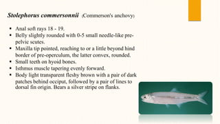 Stolephorus commersonnii (Commerson's anchovy)
 Anal soft rays 18 - 19.
 Belly slightly rounded with 0-5 small needle-like pre-
pelvic scutes.
 Maxilla tip pointed, reaching to or a little beyond hind
border of pre-operculum, the latter convex, rounded.
 Small teeth on hyoid bones.
 Isthmus muscle tapering evenly forward.
 Body light transparent fleshy brown with a pair of dark
patches behind occiput, followed by a pair of lines to
dorsal fin origin. Bears a silver stripe on flanks.
 