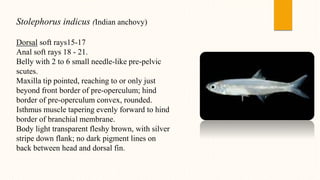 Stolephorus indicus (Indian anchovy)
Dorsal soft rays15-17
Anal soft rays 18 - 21.
Belly with 2 to 6 small needle-like pre-pelvic
scutes.
Maxilla tip pointed, reaching to or only just
beyond front border of pre-operculum; hind
border of pre-operculum convex, rounded.
Isthmus muscle tapering evenly forward to hind
border of branchial membrane.
Body light transparent fleshy brown, with silver
stripe down flank; no dark pigment lines on
back between head and dorsal fin.
 