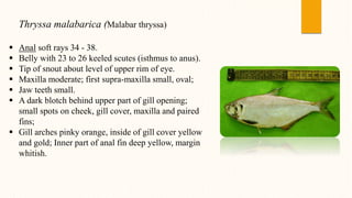 Thryssa malabarica (Malabar thryssa)
 Anal soft rays 34 - 38.
 Belly with 23 to 26 keeled scutes (isthmus to anus).
 Tip of snout about level of upper rim of eye.
 Maxilla moderate; first supra-maxilla small, oval;
 Jaw teeth small.
 A dark blotch behind upper part of gill opening;
small spots on cheek, gill cover, maxilla and paired
fins;
 Gill arches pinky orange, inside of gill cover yellow
and gold; Inner part of anal fin deep yellow, margin
whitish.
 