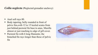 Coilia neglecta (Neglected grenadier anchovy)
 Anal soft rays 80.
 Body tapering, belly rounded in front of
pelvic fins,with 12 to 15 keeled scutes from
just behind pectoral fin base to anus. Maxilla
almost or just reaching to edge of gill cover.
 Pectoral fin with 6 long filaments; the
branched fin rays longer than those of pelvic
fin
 