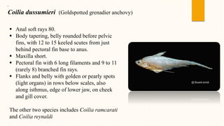 •
Coilia dussumieri (Goldspotted grenadier anchovy)
 Anal soft rays 80.
 Body tapering, belly rounded before pelvic
fins, with 12 to 15 keeled scutes from just
behind pectoral fin base to anus.
 Maxilla short.
 Pectoral fin with 6 long filaments and 9 to 11
(rarely 8) branched fin rays.
 Flanks and belly with golden or pearly spots
(light organs) in rows below scales, also
along isthmus, edge of lower jaw, on cheek
and gill cover.
The other two species includes Coilia ramcarati
and Coilia reynaldi
 