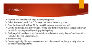 Continue..
 Pectoral fins moderate or large in elongate species
 Pelvic fins small, with 6 or 7 fin rays, but absent in some genera
 Anal fin long, with at least 30 fin rays (60 or more in some species).
 Caudal fin forked. No gap between second and third hypural bones (upper and lower
caudal-fin rays separated by this gap in clupeids).
 Scales cycloid, without posterior striations, adherent or easily lost, of moderate size
(about 35 to 55 in lateral series).
 No lateral line.
 Colour: typically blue-green on dorsum and silvery on sides, but generally without
distinctive colour patterns
 