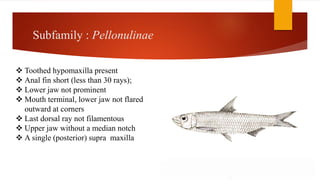 Subfamily : Pellonulinae
 Toothed hypomaxilla present
 Anal fin short (less than 30 rays);
 Lower jaw not prominent
 Mouth terminal, lower jaw not flared
outward at corners
 Last dorsal ray not filamentous
 Upper jaw without a median notch
 A single (posterior) supra maxilla
 