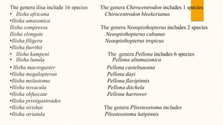 The genera ilisa include 16 species The genera Chirocentrodon includes 1 species
• Ilisha africana Chirocentrodon bleekerianus
•Ilisha amazonica
Ilisha compressa The genera Neoopisthopterus includes 2 species
Ilisha elongate Neoopisthopterus cubanus
•Ilisha filigera Neoopisthopterus tropicus
•Ilisha fuerthii
• Ilisha kampeni The genera Pellona includes 6 species
• Ilisha lunula Pellona altamazonica
• Ilisha macrogaster Pellona castelnaeana
•Ilisha megalopteran Pellona dayi
•Ilisha melastoma Pellona flavipinnis
•Ilisha novacula Pellona ditchela
•Ilisha obfuscate Pellona harrower
•Ilisha pristigastroides
•Ilisha sirishai The genera Pliosteostoma includes
•Ilisha striatula Pliosteostoma lutipinnis
 