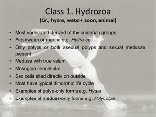 Class 1. Hydrozoa
(Gr., hydra, water+ zoon, animal)
• Most varied and derived of the cnidarian groups
• Freshwater or marine e.g. Hydra sp.
• Only polyps or both asexual polyps and sexual medusae
present
• Medusa with true velum
• Mesoglea noncellular
• Sex cells shed directly on outside
• Most have typical dimorphic life cycle
• Examples of polyp-only forms e.g. Hydra
• Examples of medusa-only forms e.g. Polycolpa
 