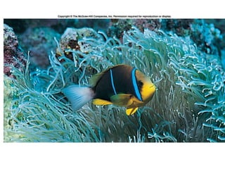 Anemone with Anemone Fish
 