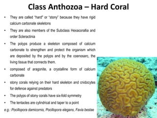 Class Anthozoa – Hard Coral
• They are called “hard" or “stony” because they have rigid
calcium carbonate skeletons
• They are also members of the Subclass Hexacorallia and
order Scleractinia
• The polyps produce a skeleton composed of calcium
carbonate to strengthen and protect the organism which
are deposited by the polyps and by the coenosarc, the
living tissue that connects them.
• composed of aragonite, a crystalline form of calcium
carbonate
• stony corals relying on their hard skeleton and cnidocytes
for defence against predators
• The polyps of stony corals have six-fold symmetry
• The tentacles are cylindrical and taper to a point
e.g.: Pocillopora damicornis, Pocillopora elegans, Favia bestae
 