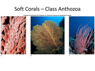 Soft Corals – Class Anthozoa
 