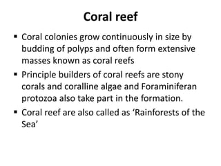 Coral reef
 Coral colonies grow continuously in size by
budding of polyps and often form extensive
masses known as coral reefs
 Principle builders of coral reefs are stony
corals and coralline algae and Foraminiferan
protozoa also take part in the formation.
 Coral reef are also called as ‘Rainforests of the
Sea’
 