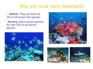 Why are coral reefs important?
• Habitat: They are home to
33% of all known fish species.
•Nursery: And a nursery ground
for over 25% of all marine
species.
Photo by J. RandallPhoto by Dee Wescott
Photo by MacGillivray Freeman Films
• Habitat: They are home to
33% of all known fish species.
•Nursery: And a nursery ground
for over 25% of all marine
species.
 