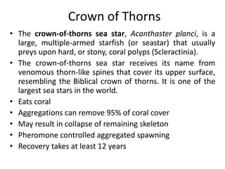 Crown of Thorns
• The crown-of-thorns sea star, Acanthaster planci, is a
large, multiple-armed starfish (or seastar) that usually
preys upon hard, or stony, coral polyps (Scleractinia).
• The crown-of-thorns sea star receives its name from
venomous thorn-like spines that cover its upper surface,
resembling the Biblical crown of thorns. It is one of the
largest sea stars in the world.
• Eats coral
• Aggregations can remove 95% of coral cover
• May result in collapse of remaining skeleton
• Pheromone controlled aggregated spawning
• Recovery takes at least 12 years
 