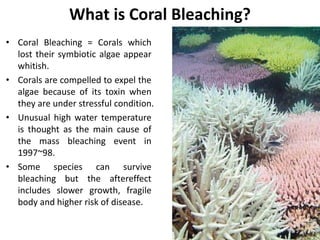 What is Coral Bleaching?
• Coral Bleaching = Corals which
lost their symbiotic algae appear
whitish.
• Corals are compelled to expel the
algae because of its toxin when
they are under stressful condition.
• Unusual high water temperature
is thought as the main cause of
the mass bleaching event in
1997~98.
• Some species can survive
bleaching but the aftereffect
includes slower growth, fragile
body and higher risk of disease.
 