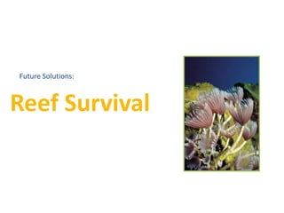 Reef Survival
Future Solutions:
 