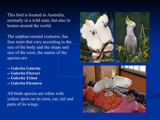 This bird is located in Australia,
normally in a wild state, but also in
homes around the world.

The sulphur-crested cockatoo, has
four main that vary according to the
size of the body and the shape and
size of the crest, the names of the
species are:

-- Galerita Galerita
-- Galerita Fitzroyi
-- Galerita Triton
-- Galerita Eleonora

All birds species are white with
yellow spots on its crest, ear, tail and
parts of its wings.
 