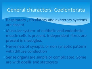  Respiratory , circulatory and excretory systems
are absent
 Muscular system of epithelio and endothelio
muscle cells is present. Independent fibres are
present in mesoglea.
 Nerve nets of synaptic or non synaptic pattern
with diffuse conduction
 Sense organs are simple or complicated. Some
are with ocellli and statocysts
General characters- Coelenterata
 