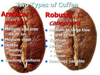 Two Types of Coffee
Arabica, C.
arabica
 Medium size tree
– 14-20’ tall
 Medium vigor
 Leaves
– Smaller
– Thinner
 Seedlings uniform
Robusta, C.
canephora
 Medium to large tree
– Up to 32’ tall
 Vigorous
 Leaves
– Larger
– Thicker
 Seedlings variable
 